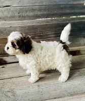 Blaire, a female Shihpoo for sale in Marysville, KS – 5 of 5