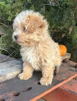Honey, a female Maltipoo for sale in Marysville, KS – 2 of 2