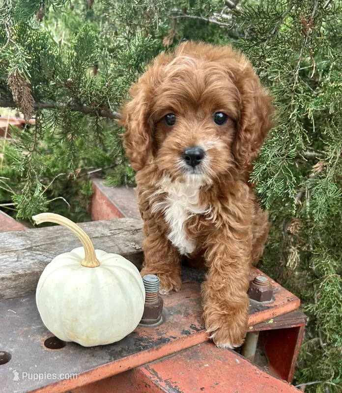 Maverick  – Cavapoo puppy for sale in Marysville, KS