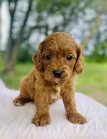 Anna, a female Cavapoo for sale in Marysville, KS – 1 of 5
