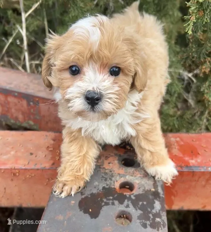 Max – Maltipoo puppy for sale in Marysville, KS