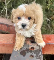 Max, a male Maltipoo for sale in Marysville, KS – Photo 1 of 2