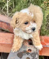 Max, a male Maltipoo for sale in Marysville, KS – Photo 2 of 2