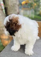Blaire, a female Shihpoo for sale in Marysville, KS – 4 of 5