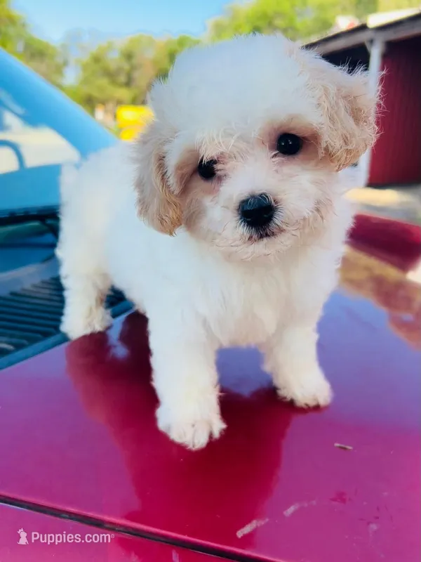 Misty – Maltipoo puppy for sale in Marysville, KS