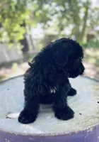Rocky , a male Yorkipoo for sale in Marysville, KS – 4 of 4