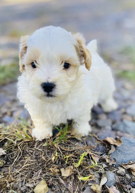 Jed – Shihpoo puppy for sale in Marysville, KS