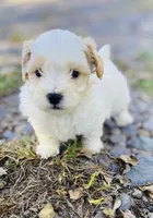 Jed, a male Shihpoo for sale in Marysville, KS – 1 of 5