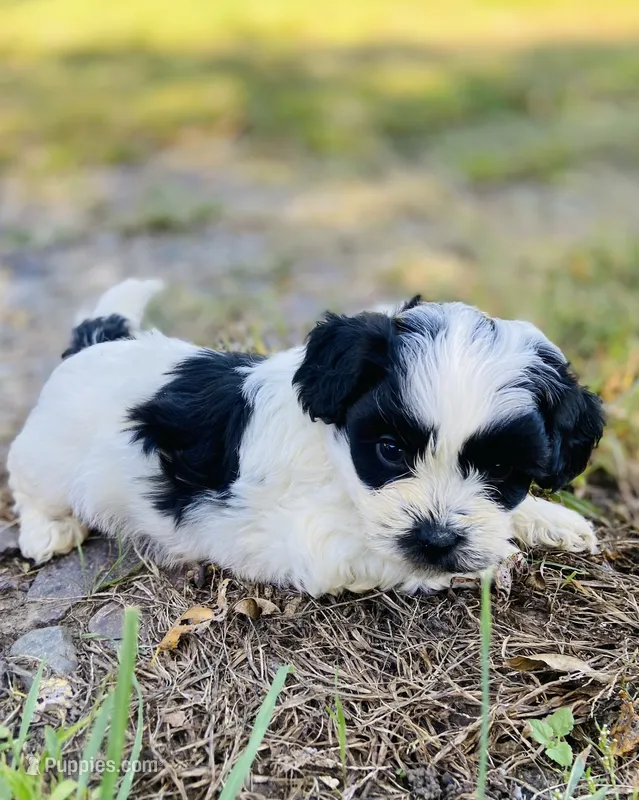 Bruce – Shihpoo puppy for sale in Marysville, KS