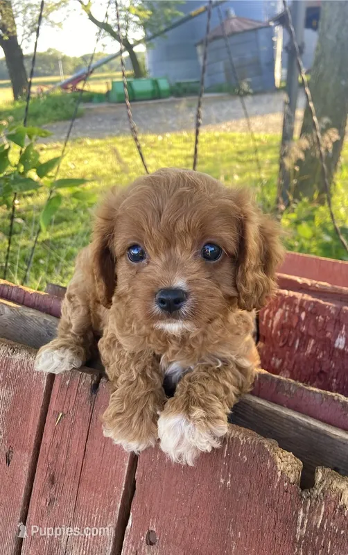 Ella – Cavapoo puppy for sale in Marysville, KS