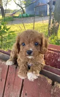 Ella, a female Cavapoo for sale in Marysville, KS – 1 of 4