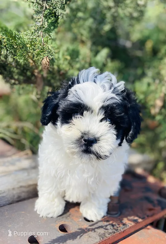 Bruce – Shihpoo puppy for sale in Marysville, KS