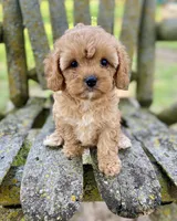 Lucky, a female Cavapoo for sale in Marysville, KS – 1 of 3