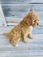 Chloe , a female Cavapoo for sale in Marysville, KS – 3 of 3