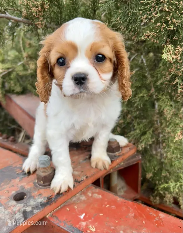 Molly – Cavalier King Charles Spaniel puppy for sale in Marysville, KS