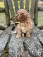 Lucky, a female Cavapoo for sale in Marysville, KS – 3 of 3