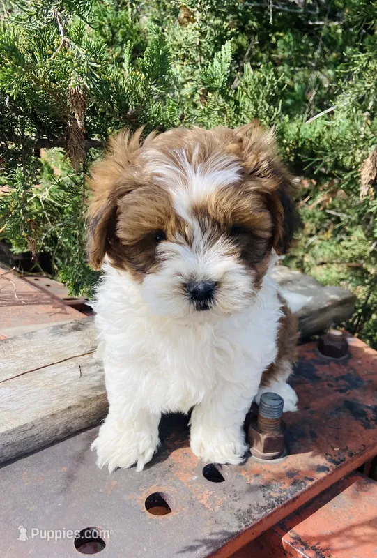 Mia – Shihpoo puppy on hold in Marysville, KS