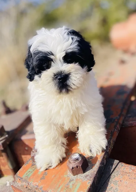 Bradley – Shihpoo puppy for sale in Marysville, KS