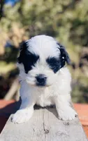 Bradley, a male Shihpoo for sale in Marysville, KS – Photo 2 of 6