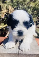 Bradley, a male Shihpoo for sale in Marysville, KS – Photo 1 of 6