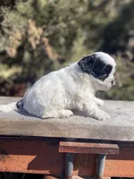 Bradley, a male Shihpoo for sale in Marysville, KS – Photo 5 of 6