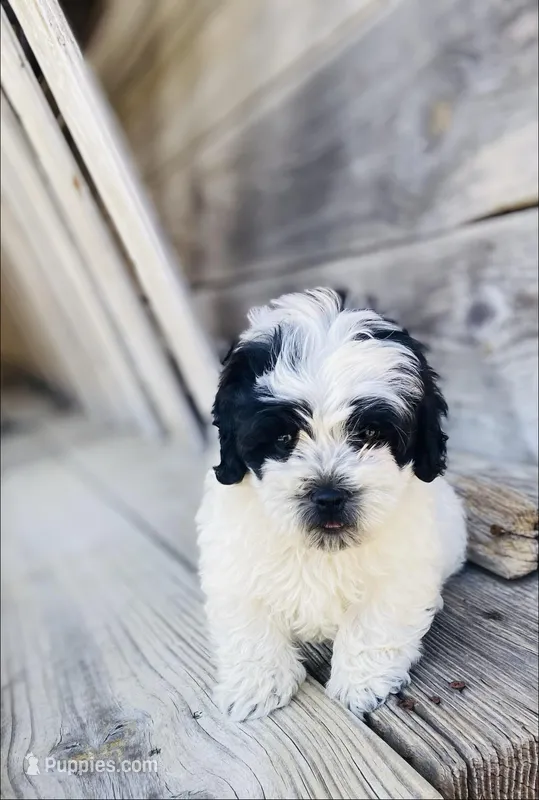 Bradley – Shihpoo puppy for sale in Marysville, KS