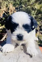 Bradley, a male Shihpoo for sale in Marysville, KS – Photo 4 of 6