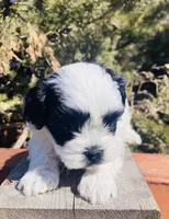 Bradley, a male Shihpoo for sale in Marysville, KS – Photo 6 of 6