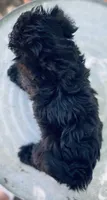 Rocky , a male Yorkipoo for sale in Marysville, KS – 3 of 4