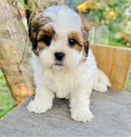 Blaire, a female Shihpoo for sale in Marysville, KS – 2 of 5