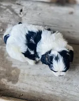 Pippa, a female Shihpoo for sale in Marysville, KS – 2 of 3
