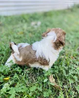 Mia, a female Shihpoo for sale in Marysville, KS – 3 of 4
