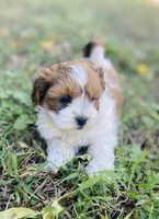Mia, a female Shihpoo for sale in Marysville, KS – 4 of 4