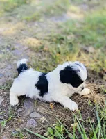 Bruce, a male Shihpoo for sale in Marysville, KS – 4 of 4