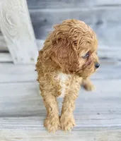Chloe , a female Cavapoo for sale in Marysville, KS – 2 of 3