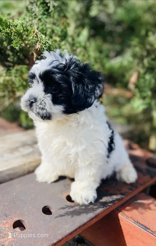 Bruce – Shihpoo puppy for sale in Marysville, KS