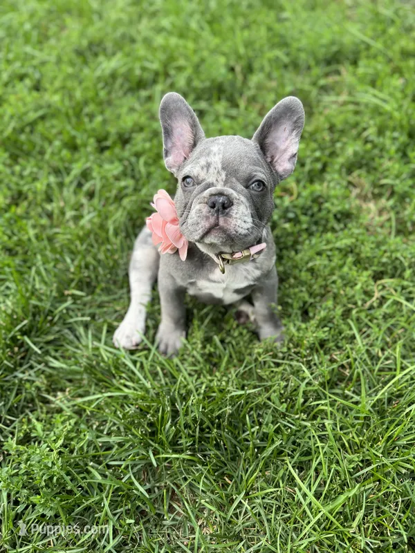Chole – French Bulldog puppy for sale in Fox Lake, IL