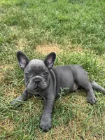 Tootles, a male French Bulldog for sale in Fox Lake, IL – 2 of 2