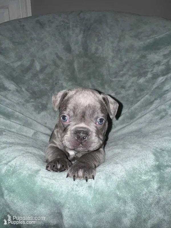 Hugo AKC – French Bulldog puppy for sale in Fox Lake, IL