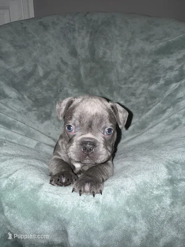 Hugo  – French Bulldog puppy for sale in Fox Lake, IL