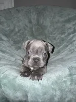 Hugo , a male French Bulldog for sale in Fox Lake, IL – 1 of 3