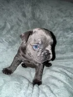 Bruno, a male French Bulldog for sale in Fox Lake, IL – 3 of 3