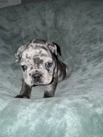 Oliver, a male French Bulldog for sale in Fox Lake, IL – 3 of 4