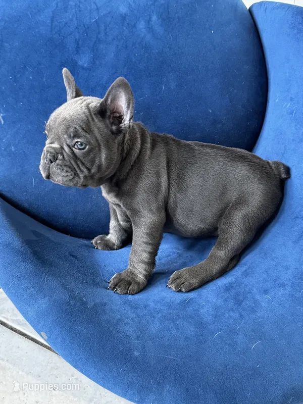 Bruno AKC – French Bulldog puppy for sale in Fox Lake, IL