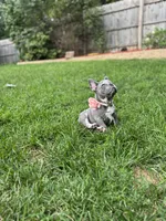 Chole, a female French Bulldog for sale in Fox Lake, IL – 2 of 2