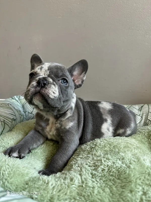 Chole AKC – French Bulldog puppy for sale in Fox Lake, IL