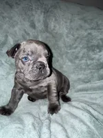 Bruno, a male French Bulldog for sale in Fox Lake, IL – 2 of 3