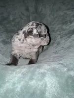 Oliver, a male French Bulldog for sale in Fox Lake, IL – 2 of 4