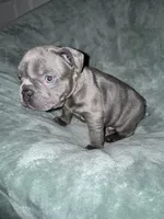 Hugo , a male French Bulldog for sale in Fox Lake, IL – 3 of 3