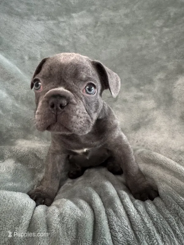 Hugo AKC – French Bulldog puppy for sale in Fox Lake, IL
